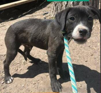 Barrett -  Labrador Retriever Dog for Adoption in Parker, Colorado - Barrett | PetCurious