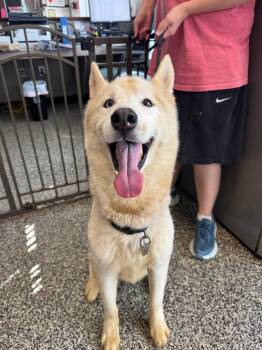 Nico -  Husky Dog for Adoption in Columbia, Tennessee - Nico | PetCurious
