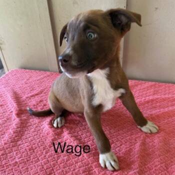 Mixed Breed Dogs Available for Adoption - Wage | PetCurious
