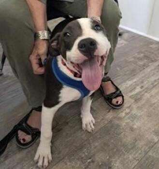 Manny -  Bulldog Dog for Adoption in Marshall, North Carolina - Manny | PetCurious