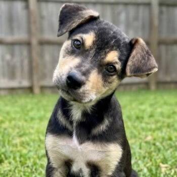 Opie -  German Shepherd Dog and Mixed Breed Dog for Adoption in Crown Point, Indiana - Opie | PetCurious