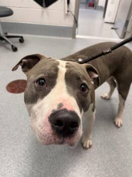 BUBBY -  Pit Bull Terrier Dog for Adoption in Indianapolis, Indiana - BUBBY | PetCurious