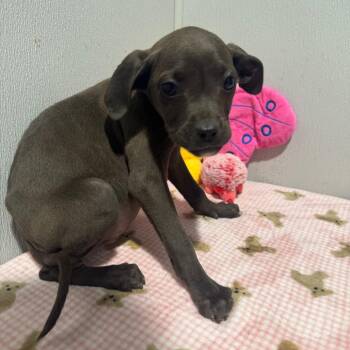 Plott Hound and Boxer Dogs Available for Adoption - Blossom | PetCurious