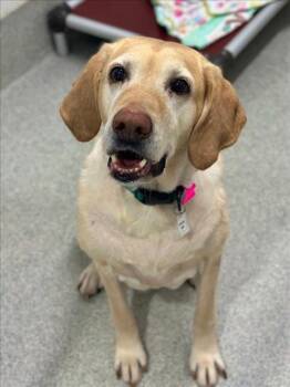 Labrador Retriever Dogs Available for Adoption in Loveland, Colorado - SIERRA | PetCurious