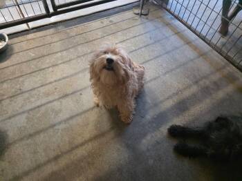 Rescue Lhasa Apso Dogs for Adoption in Severance, Colorado - Falcore | PetCurious