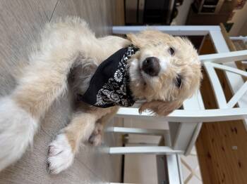 Peaches -  Goldendoodle Dog for Adoption in Fruit Heights, Utah - Peaches | PetCurious