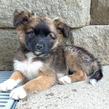 Carl -  Mixed Breed Dog for Adoption in Bismarck, North Dakota - Carl | PetCurious
