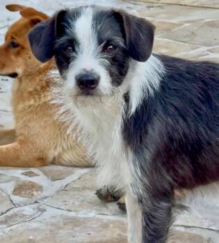 Terrier Dogs Available for Adoption in Longview, Texas - Tuffy | PetCurious