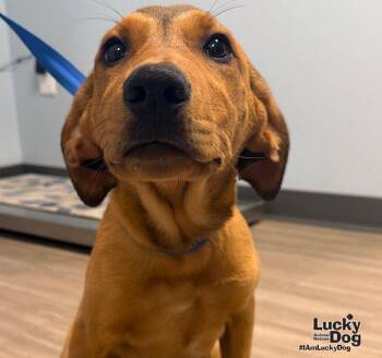 Jess -  Shepherd Dog for Adoption in Washington, District Of Columbia - Jess | PetCurious