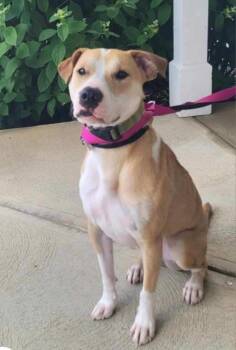 Rescue Boxer and Husky Dogs for Adoption in Carroll, Ohio - FERN | PetCurious