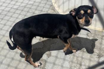 Lilly -  Chihuahua Dog for Adoption in Green River, Wyoming - Lilly | PetCurious