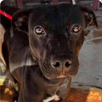 Rescue Pit Bull Terrier and Catahoula Leopard Dog Dogs for Adoption in Paramus, New Jersey - Lou (URGENT) | PetCurious