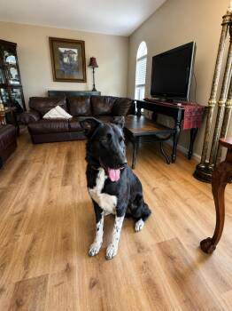Jett -  Border Collie and Flat Coated Retriever Dog for Adoption in Dallas, Texas - Jett | PetCurious
