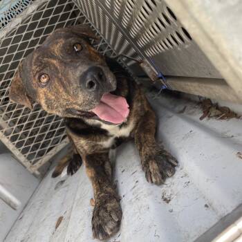 Shepherd Dogs Available for Adoption in Edinburg, Texas - Willis | PetCurious