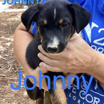 NY Johnny Avail Aug 26 (MTK Hotel Mount Kisco) -  Mixed Breed Dog for Adoption in Stormville, New York - NY Johnny Avail Aug 26 (MTK Hotel Mount Kisco) | PetCurious