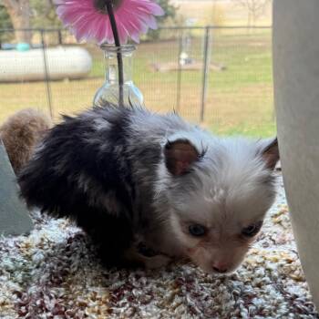 Australian Shepherd Dogs Available for Adoption - Yadi | PetCurious