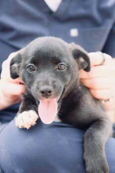 Serena -  Border Collie and Labrador Retriever Dog for Adoption in San Diego, California - Serena | PetCurious
