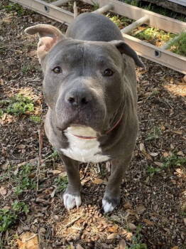 Rescue Terrier Dogs for Adoption in Sanford, Florida - Koda - Training Camp | PetCurious