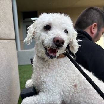 Rescue Poodle Dogs for Adoption in Pacific Grove, California - Chris-anthumum | PetCurious