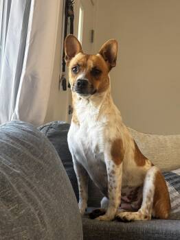 Coconut -  Terrier Dog for Adoption in Sunnyvale, California - Coconut | PetCurious