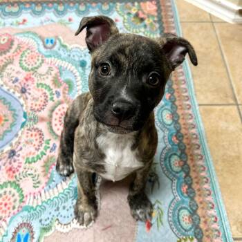 Terrier and Mixed Breed Dogs Available for Adoption - Cordelia | PetCurious