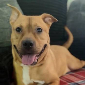 Jynx -  Boxer Dog for Adoption in Zuni, Virginia - Jynx | PetCurious