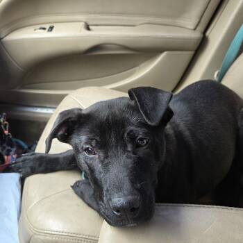 German Shepherd Dog and Pit Bull Terrier Dogs Available for Adoption - Davina | PetCurious