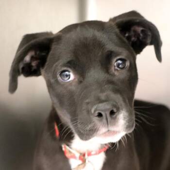 Mixed Breed Dogs Available for Adoption in Port Washington, New York - Sheena | PetCurious