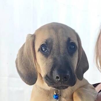 Smokey -  Basset Hound and Labrador Retriever Dog for Adoption in Corpus Christi, Texas - Smokey | PetCurious