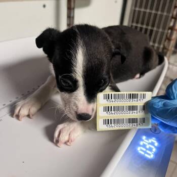 Spiderman -  Mixed Breed Dog for Adoption in Charleston, West Virginia - Spiderman | PetCurious