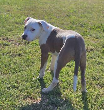 Bulldog Dogs Available for Adoption in Fort Payne, Alabama - Tanner | PetCurious