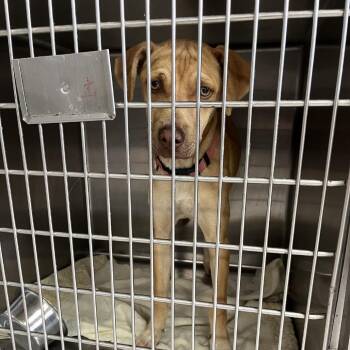 Kai -  Labrador Retriever Dog Available for Adoption in Northbrook, Illinois - Kai | PetCurious