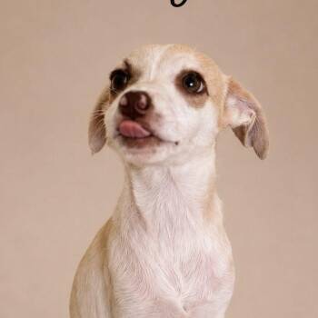 ARACELYS (out of town) -  Labrador Retriever Dog for Adoption in New York, New York - ARACELYS (out Of Town) | PetCurious