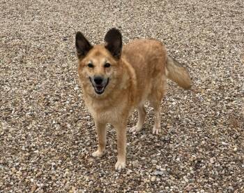 Duchess -  Mixed Breed Dog for Adoption in Hot Springs, South Dakota - Duchess | PetCurious