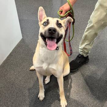 Freya -  Mixed Breed Dog for Adoption in Allentown, Pennsylvania - Freya | PetCurious