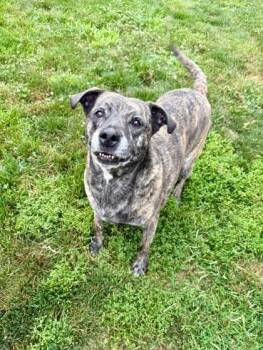Rescue Mixed Breed Dogs for Adoption - Betty | PetCurious