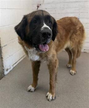HYDRANGEA -  Saint Bernard Dog for Adoption in San Bernardino, California - HYDRANGEA | PetCurious