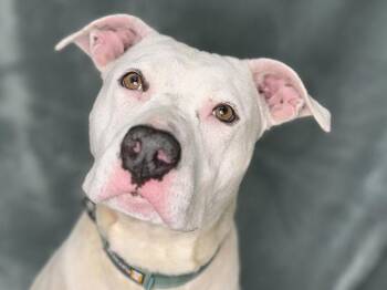Cali -  American Staffordshire Terrier Dog for Adoption in Portland, Oregon - Cali | PetCurious