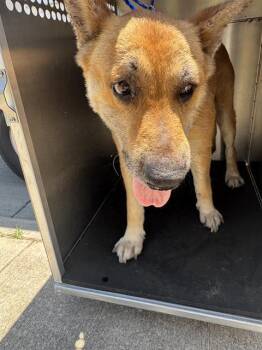 CAIN MARKO -  German Shepherd Dog and Mixed Breed Dog for Adoption in Grand Prairie, Texas - CAIN MARKO | PetCurious