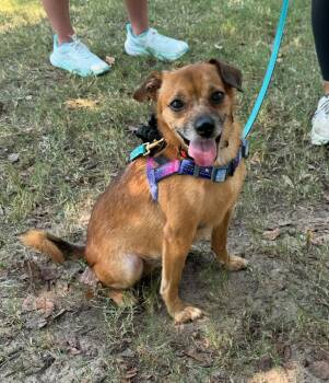 Rescue Chihuahua Dogs for Adoption in Troy, Alabama - Johnny | PetCurious