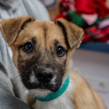Black Mouth Cur Dogs Available for Adoption - Jillian | PetCurious