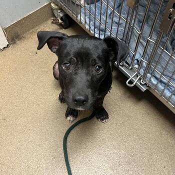 Milo -  Mixed Breed Dog for Adoption in Chattanooga, Tennessee - Milo | PetCurious