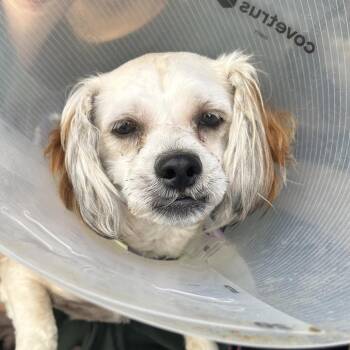 Shih Tzu and Mixed Breed Dogs Available for Adoption in Richmond, California - DUKE | PetCurious