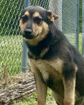 Nash -  German Shepherd Dog Dog Available for Adoption in Glasgow, Kentucky - Nash | PetCurious