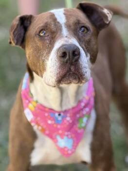 Polly -  Pit Bull Terrier Dog for Adoption in Houston, Texas - Polly | PetCurious
