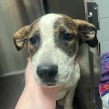 Mixed Breed Dogs Available for Adoption in Chattanooga, Tennessee - Jacenta | PetCurious
