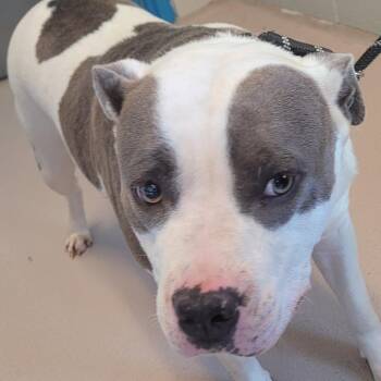 Mixed Breed Dogs Available for Adoption in Newark, New Jersey - Piglet | PetCurious