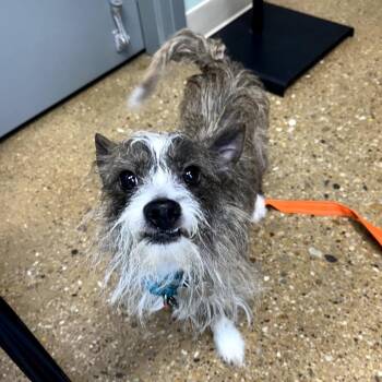 Woody -  Mixed Breed and Terrier Dog for Adoption in Skokie, Illinois - Woody | PetCurious