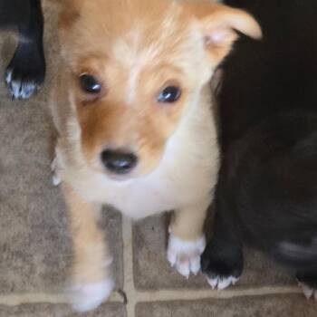 Bartlebee -  Mixed Breed Dog for Adoption in Moab, Utah - Bartlebee | PetCurious