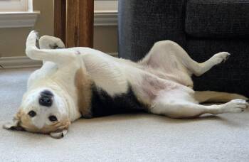 Dolores -  Beagle and Terrier Dog for Adoption in Mckinney, Texas - Dolores | PetCurious